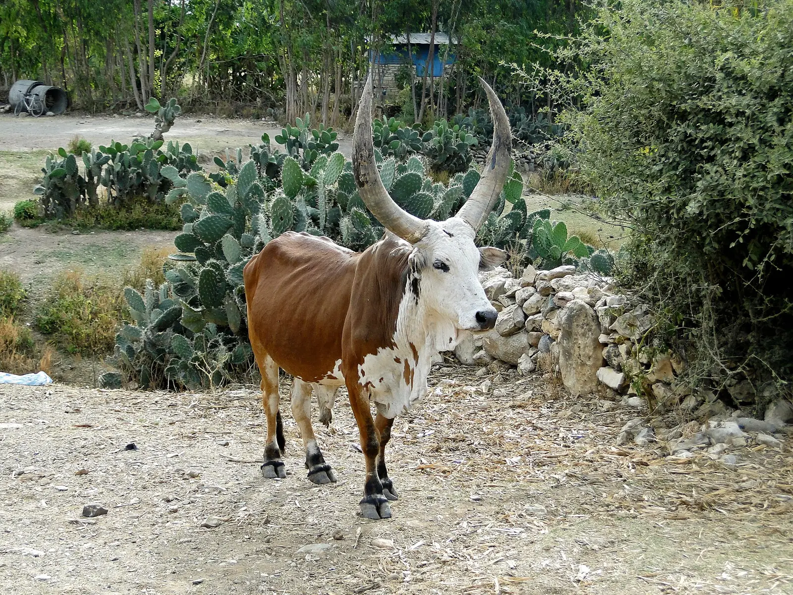 A brown and white zebu with long curved horns standing beside a stone wall and prickly pear